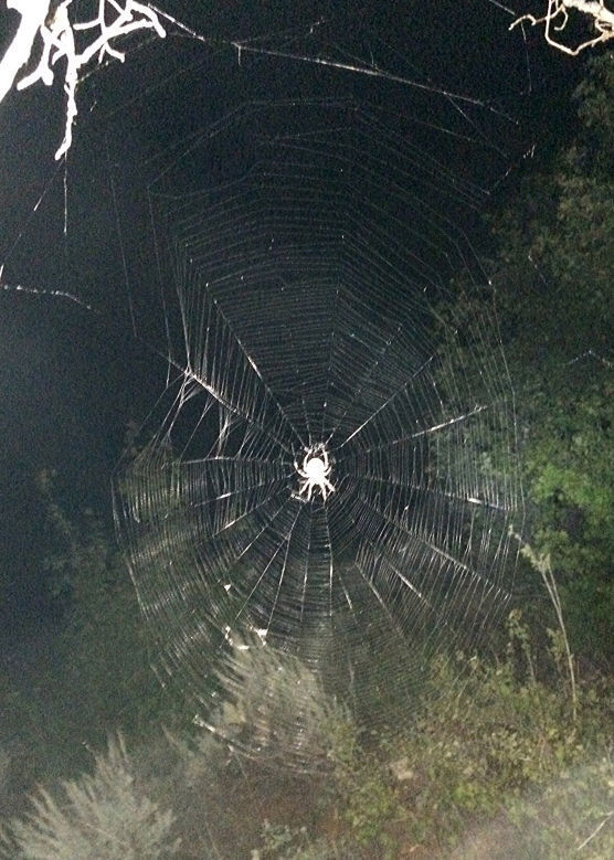 3. Attack basement spider webs